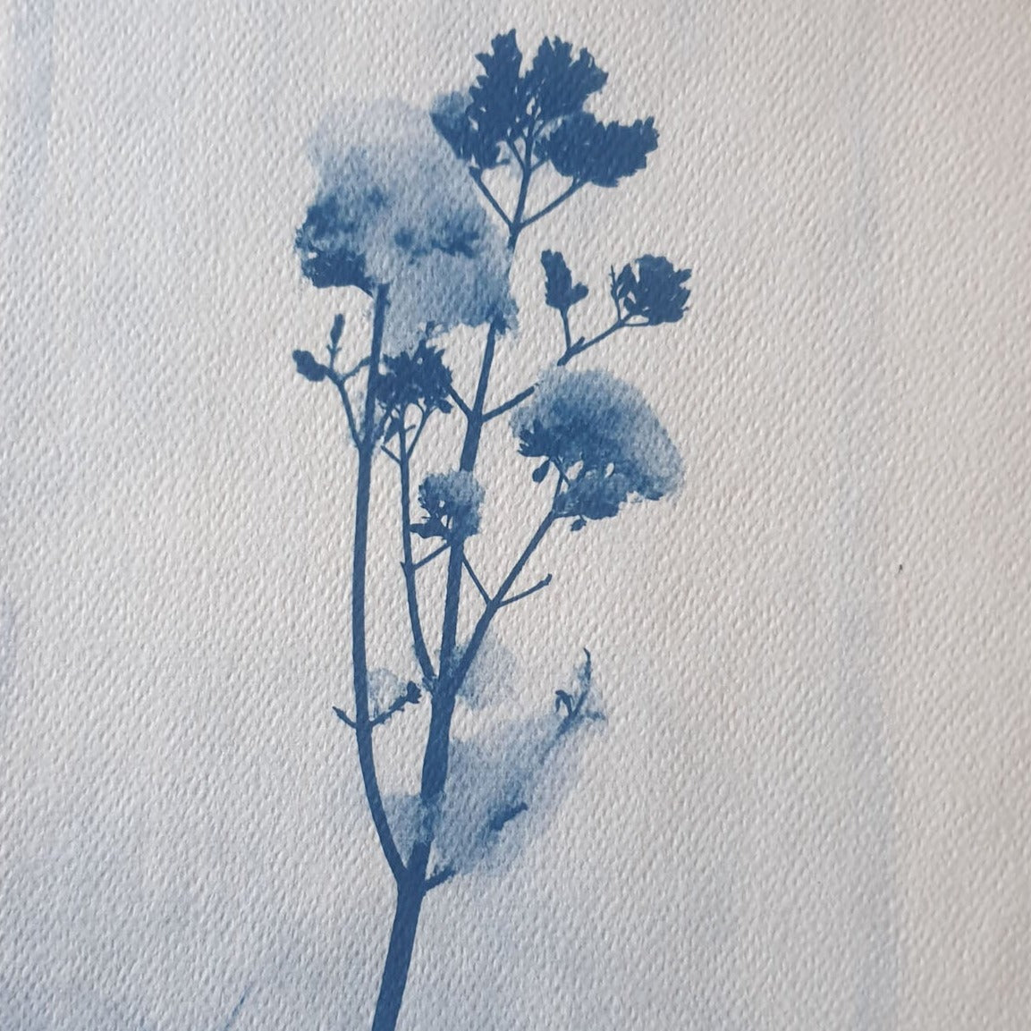 Snow on Flower - Youssef Amghar
