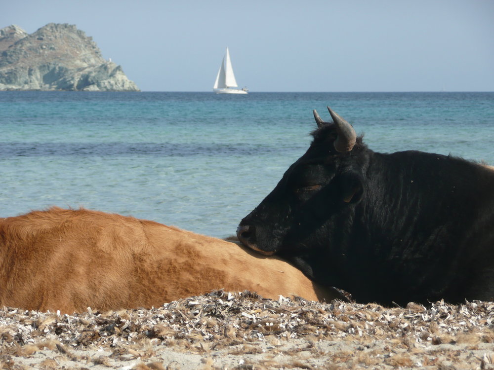 Bovine Rest - Esther