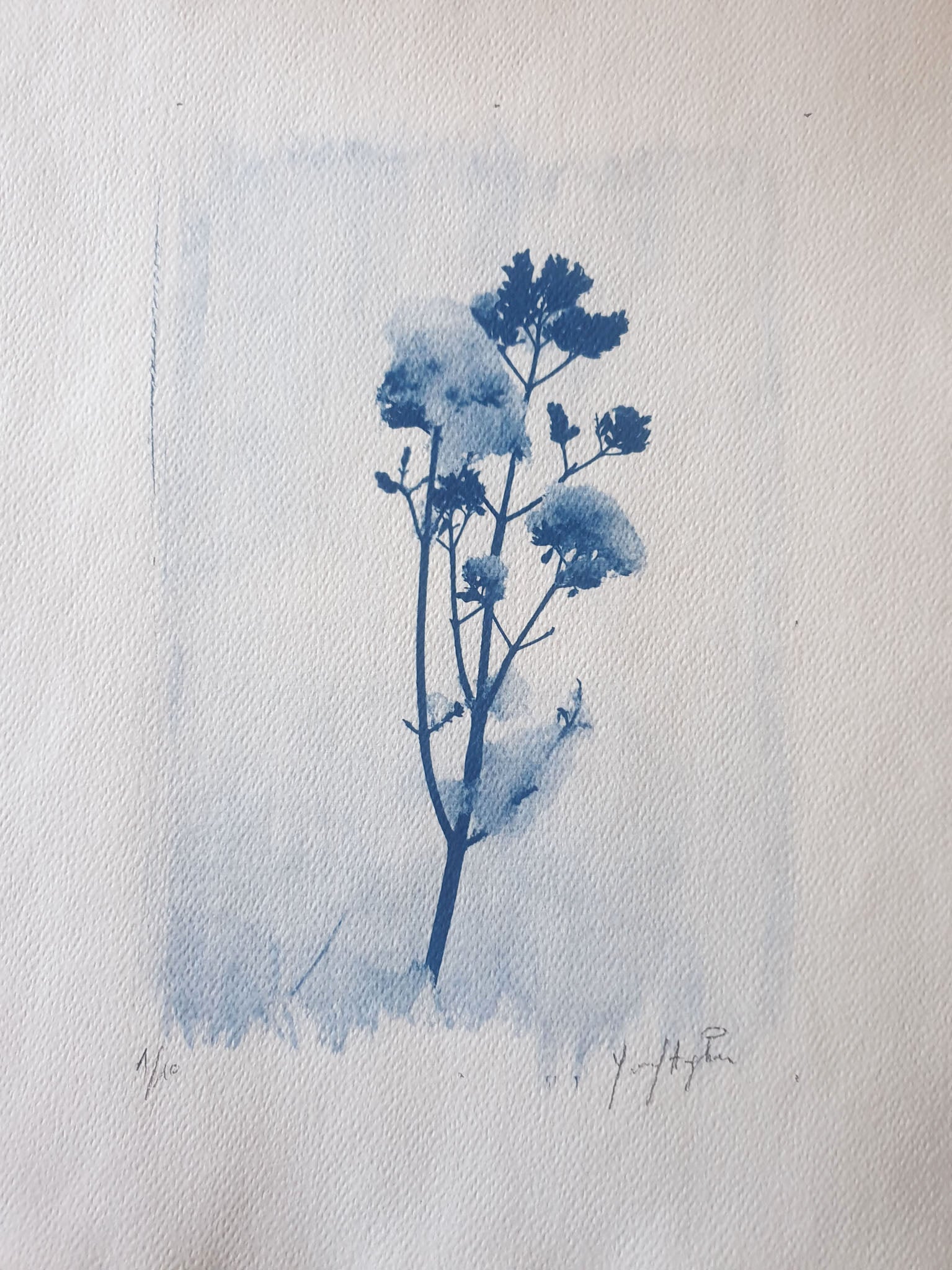 Snow on Flower - Youssef Amghar