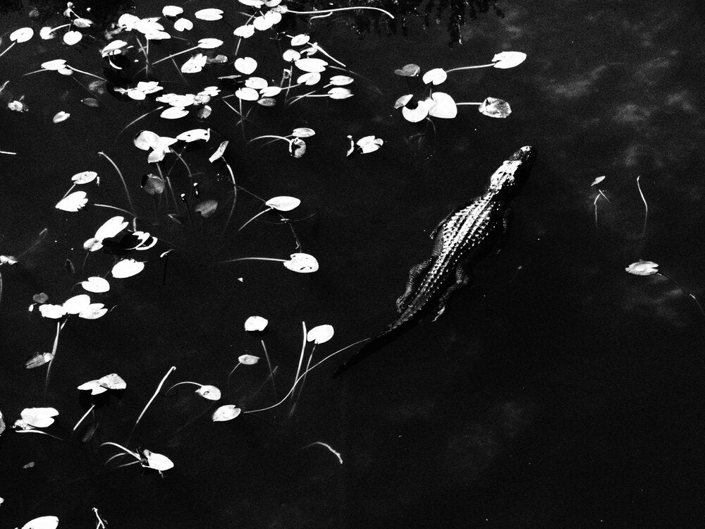 Reptilian Poetry 2 - Esther