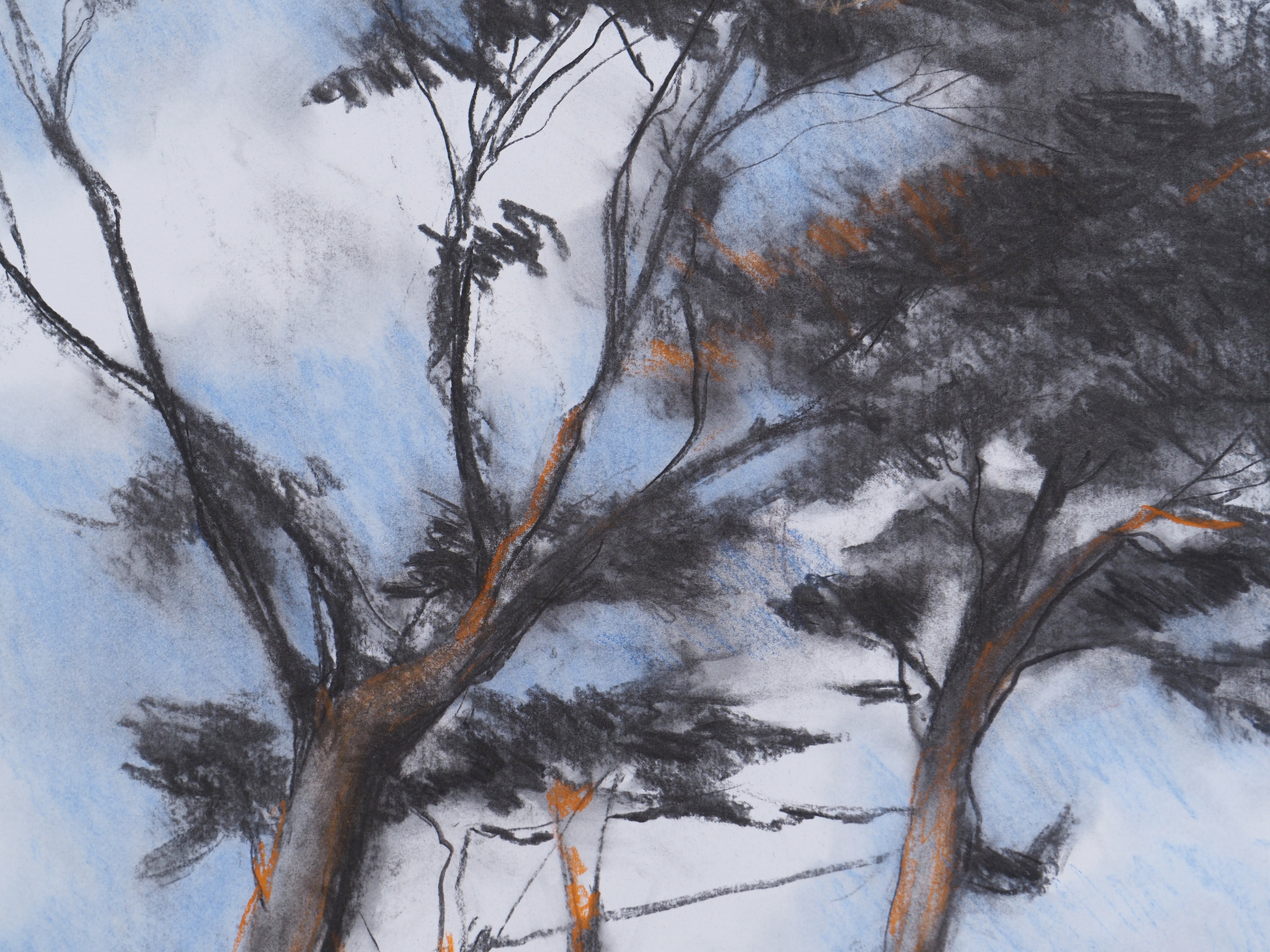 Les pins de Man Ray à Guethary - Caroline Jardin