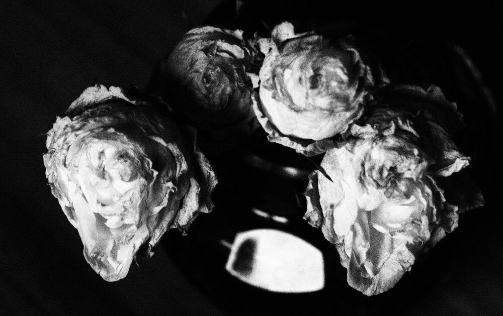 Dark Roses I - Esther