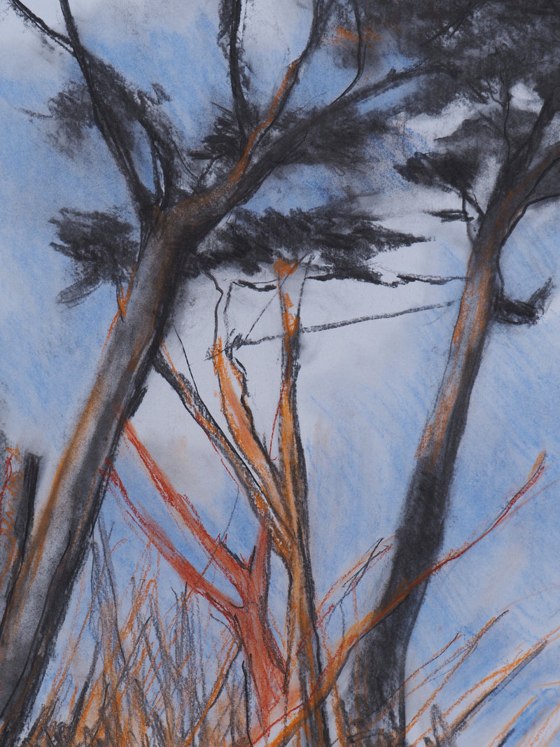Les pins de Man Ray à Guethary - Caroline Jardin