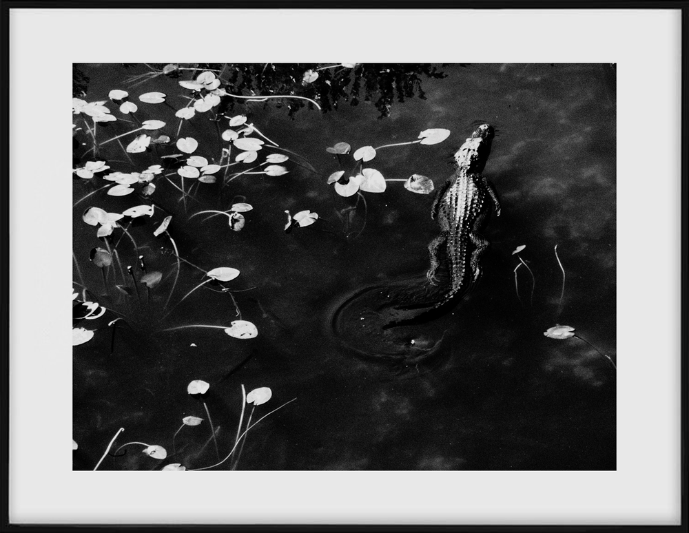 Reptilian Poetry 1 - Esther